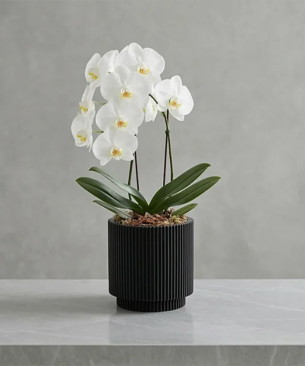 Cvetlični lonec Nature Groove črne barve 17cm